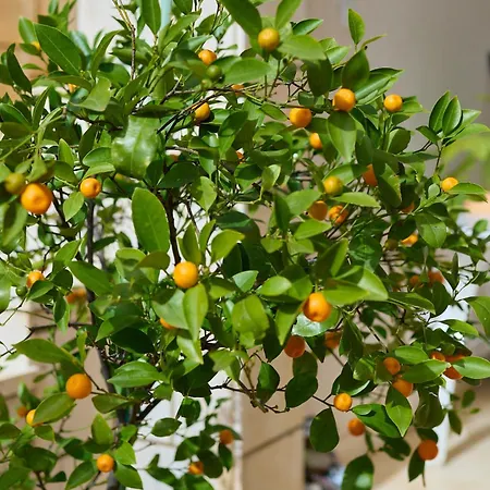 Апартаменты Ivana *